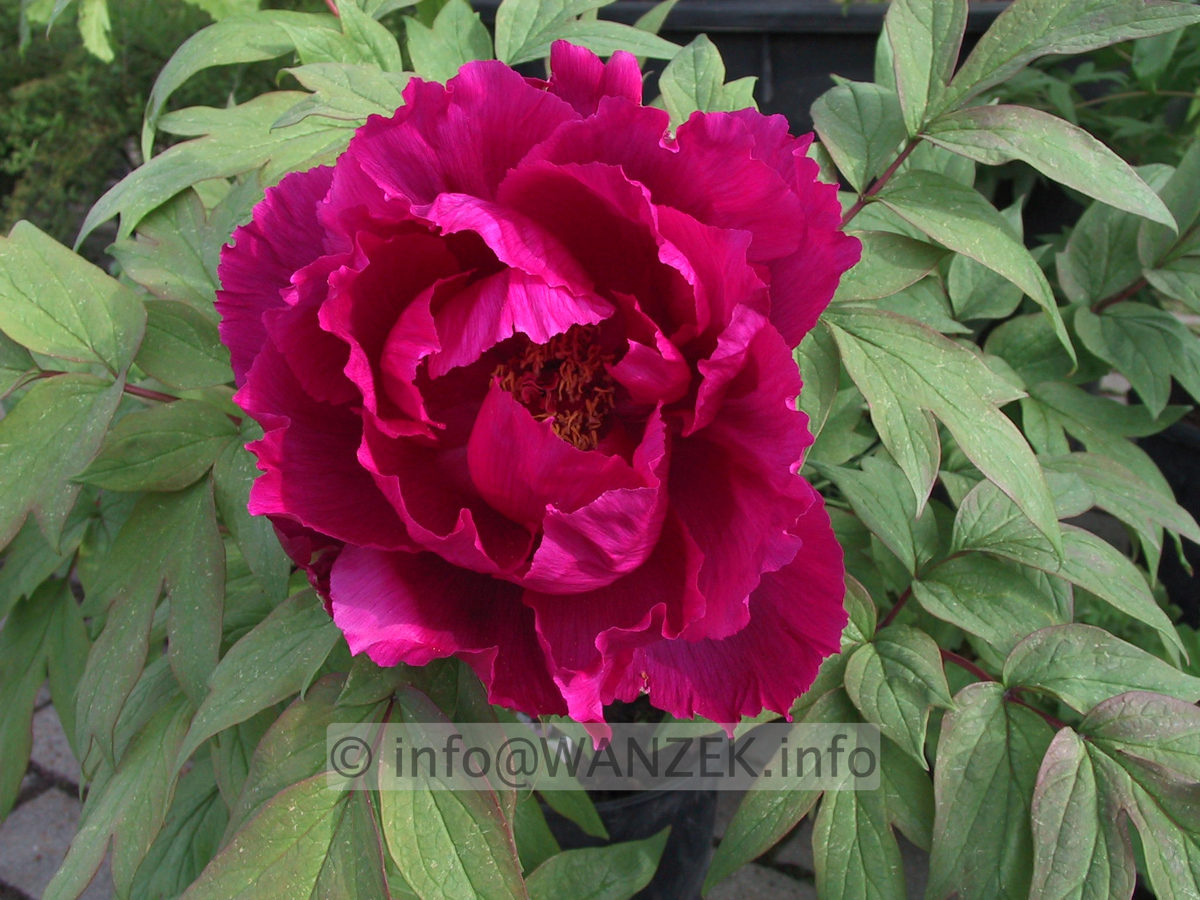 Paeonia suffruticosa violett-3.JPG